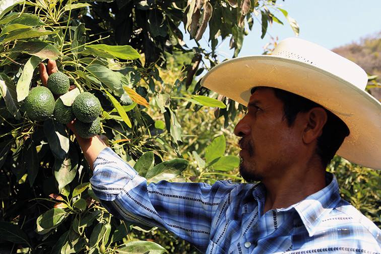 Man in a hat, picking avocados ©