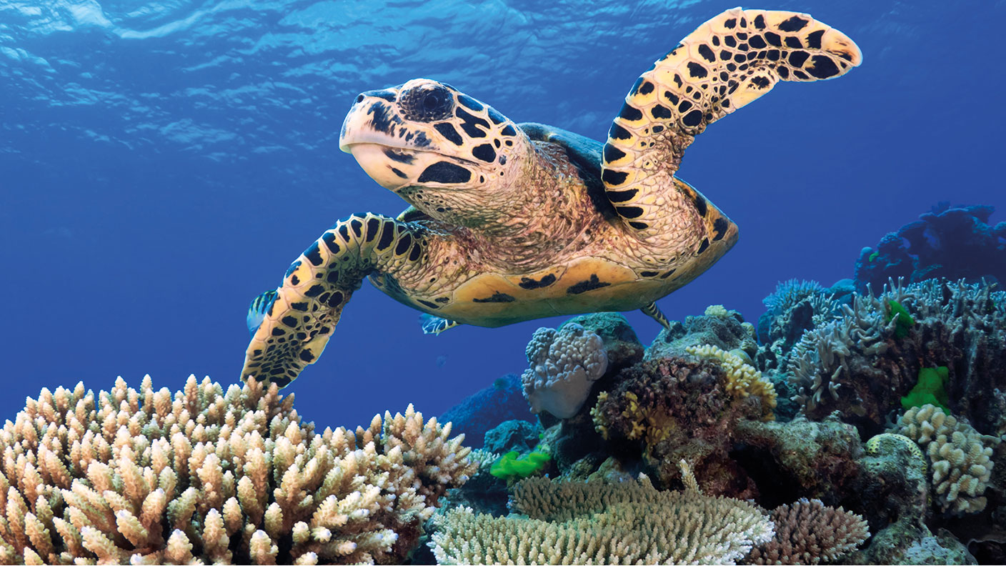Hawksbill Sea Turtle © Steffen Binke / Alamy