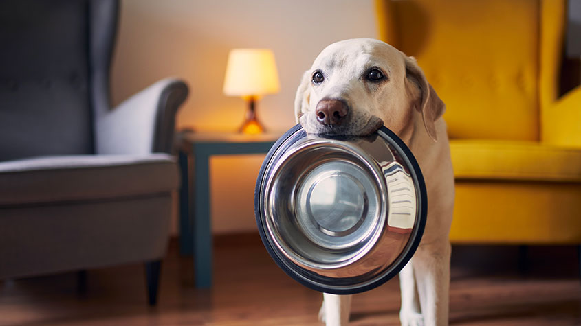 Dog holding a bowl