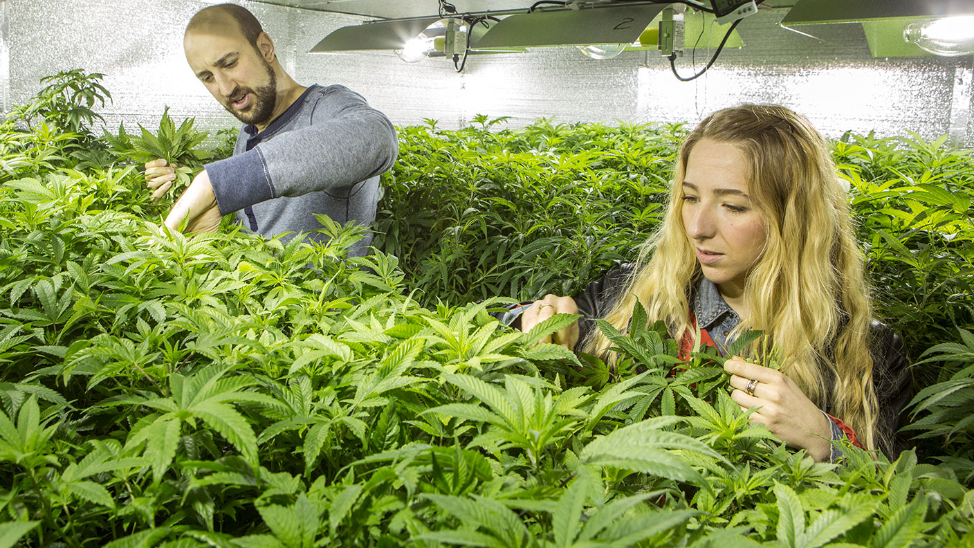Cannabis growers in Washington state, USA. 