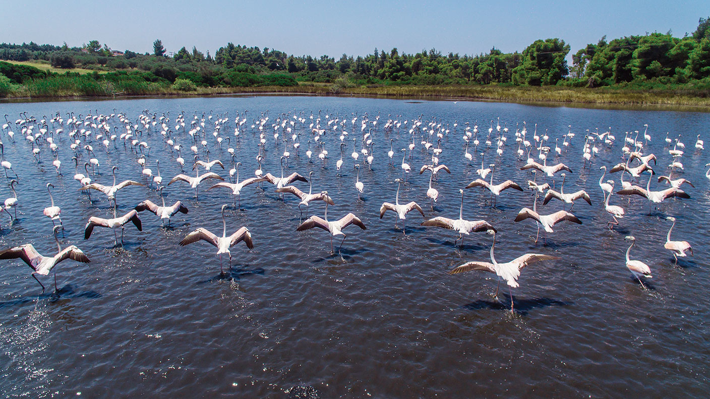Lake with flamingos