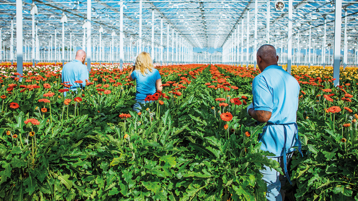 Greenhouse workers