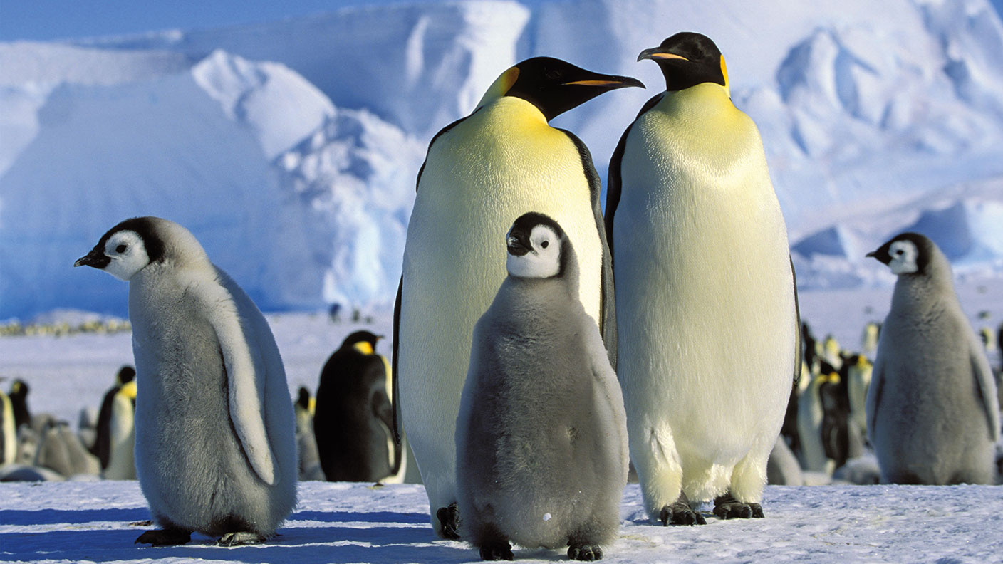 Emperor Penguins with chicks, Antarctica © Alamy Stock Photo