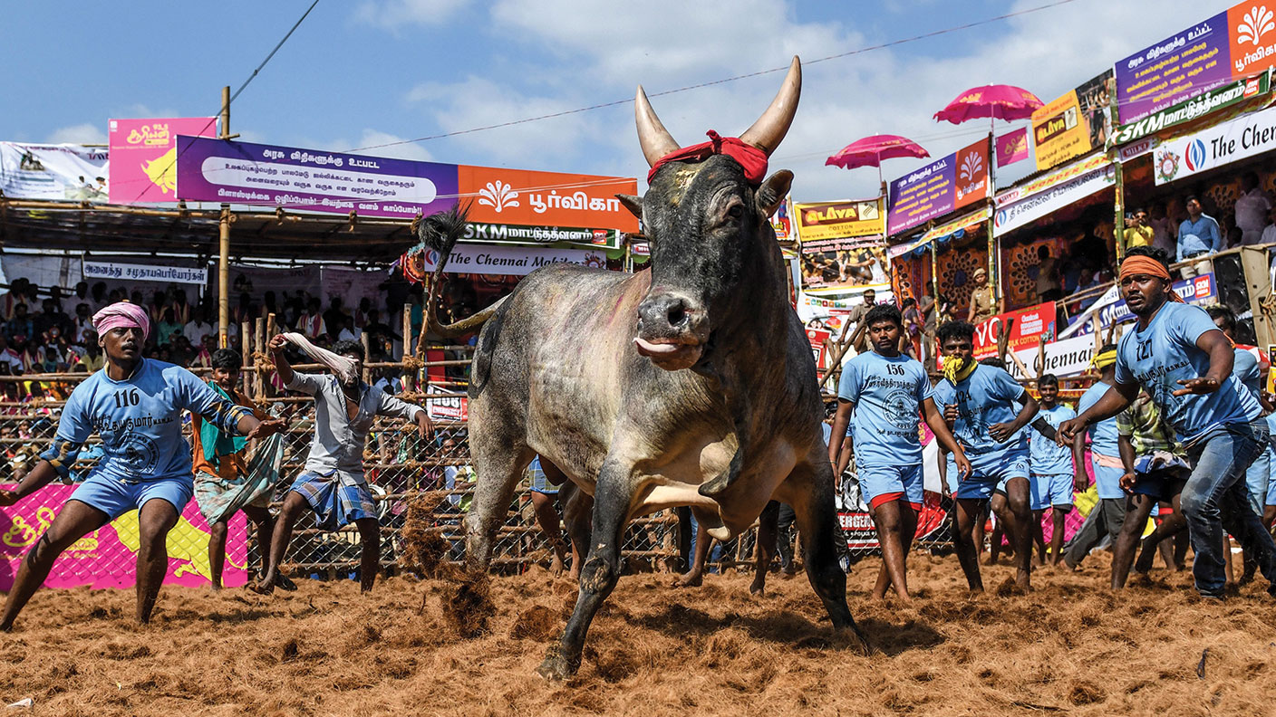 Bull taming &#039;Jallikattu&#039; festival in India 