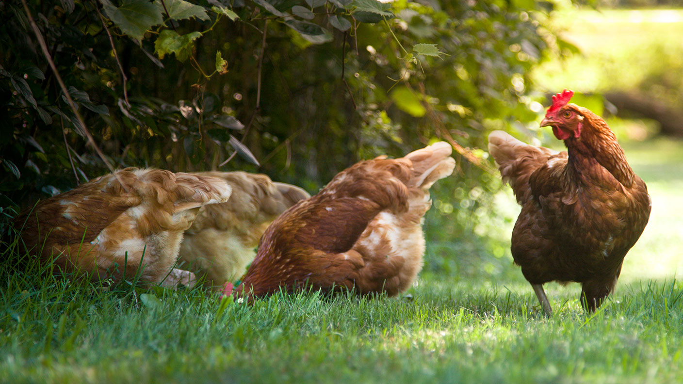 Chickens © Getty Images