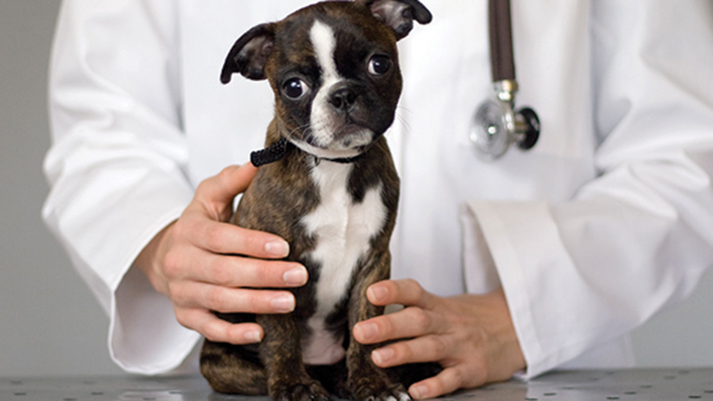 A dog at a vets