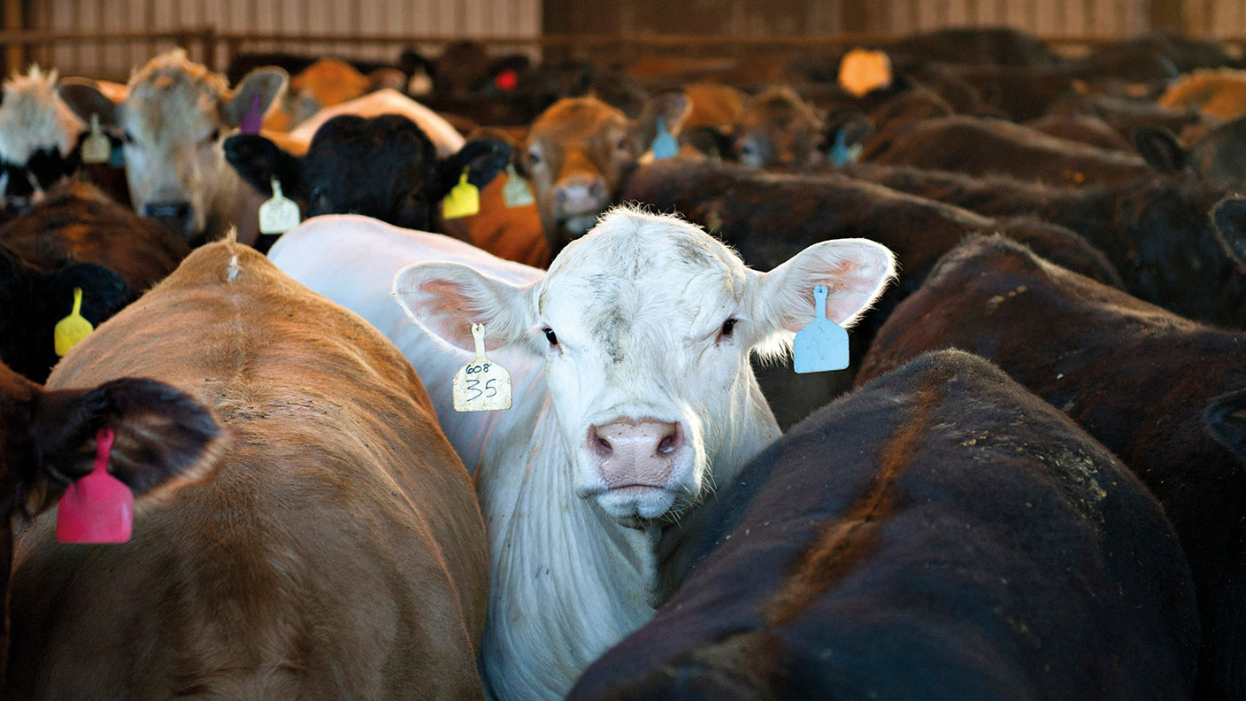 Beef cattle in a barn
