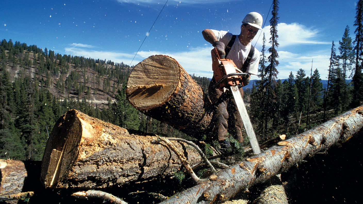 A man chopping up a tree