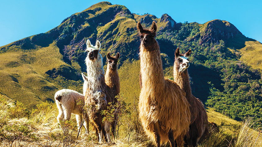 Llamas in the Andes