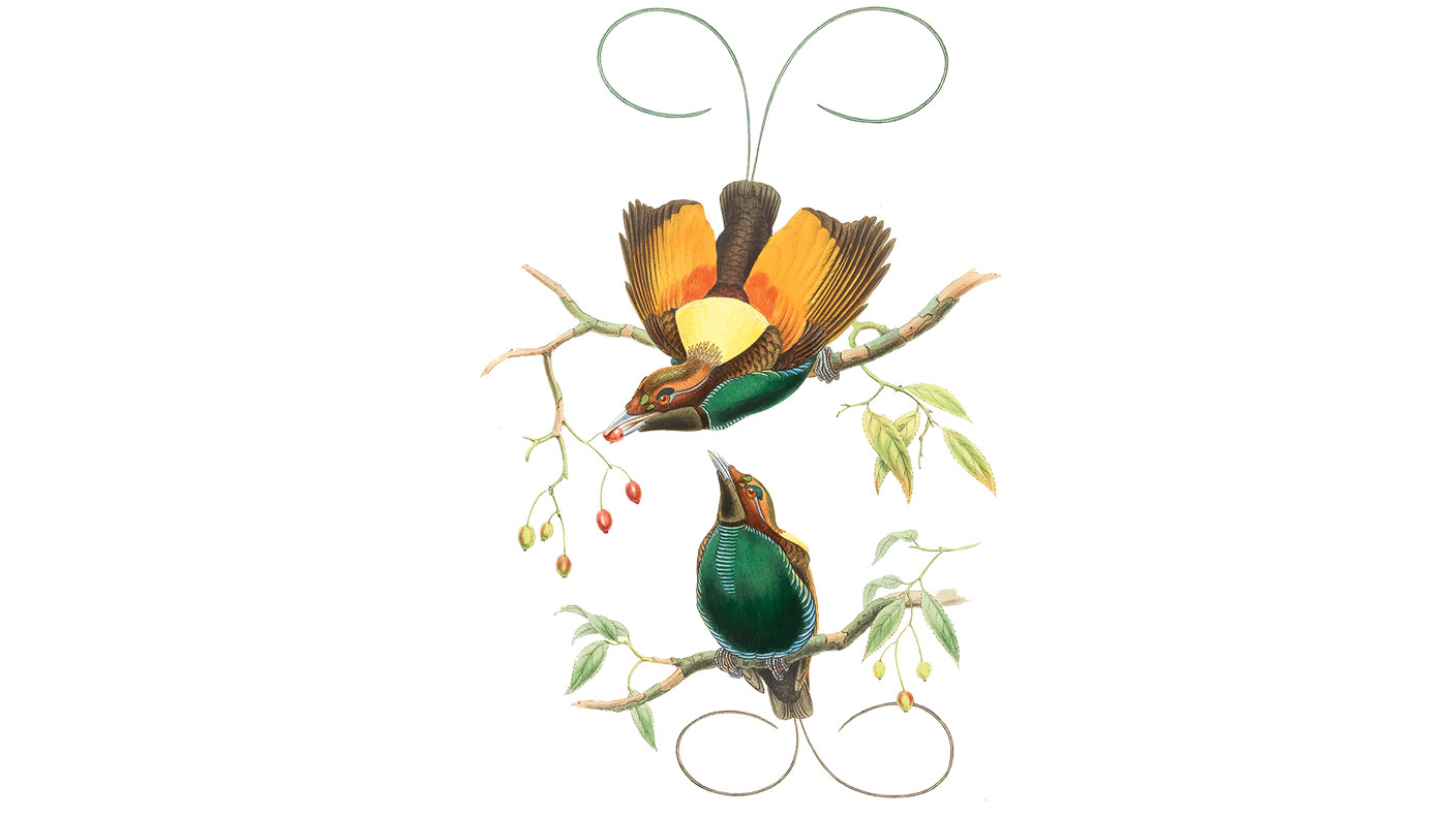 Illustration from John James Audubon’s The Birds of America