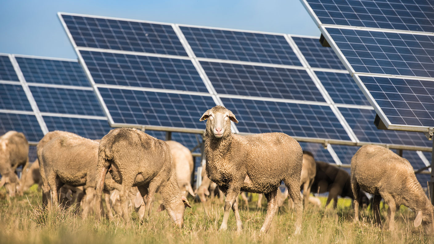 Sheep grazing by solar panels