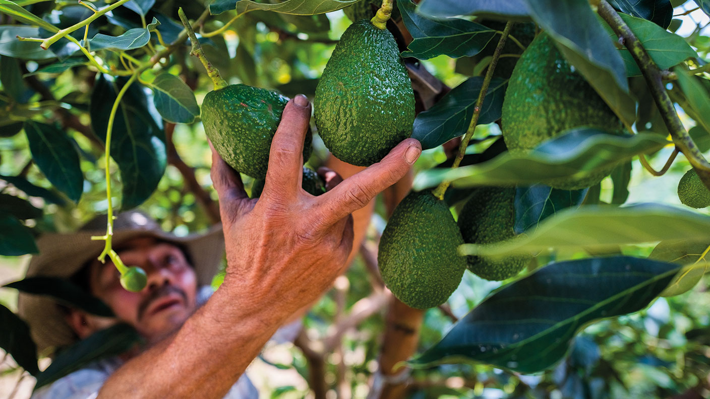 Colombian farm worker picks avocado fruits © Jan Sochor/Getty Images